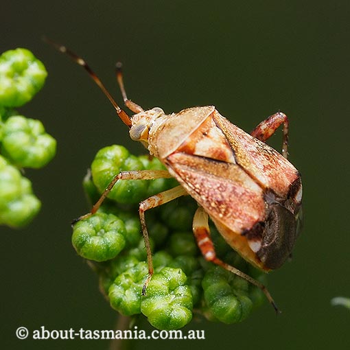 Sidnia kinbergi, Australian crop mirid bug, Tasmania