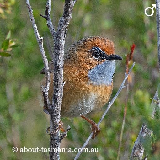 Southern Emu-wren, Stipiturus malachurus, Tasmania