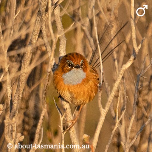 Southern Emu-wren, Stipiturus malachurus, Tasmania