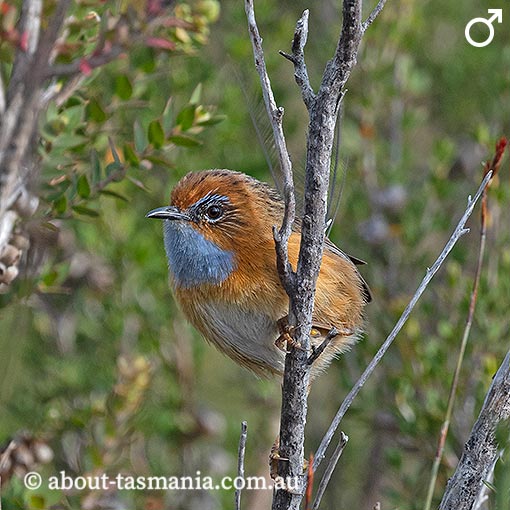 Southern Emu-wren, Stipiturus malachurus, Tasmania