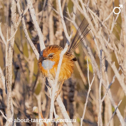 Southern Emu-wren, Stipiturus malachurus, Tasmania