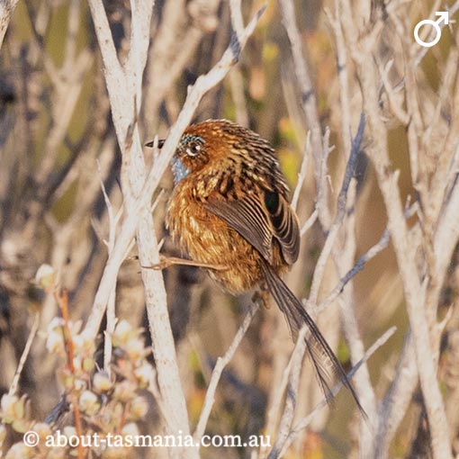Southern Emu-wren, Stipiturus malachurus, Tasmania