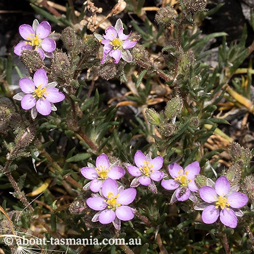 Spergularia rubra, Red Sand-spurrey, Tasmania