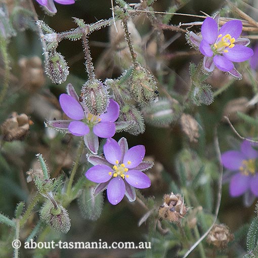 Spergularia rubra, Red Sand-spurrey, Tasmania