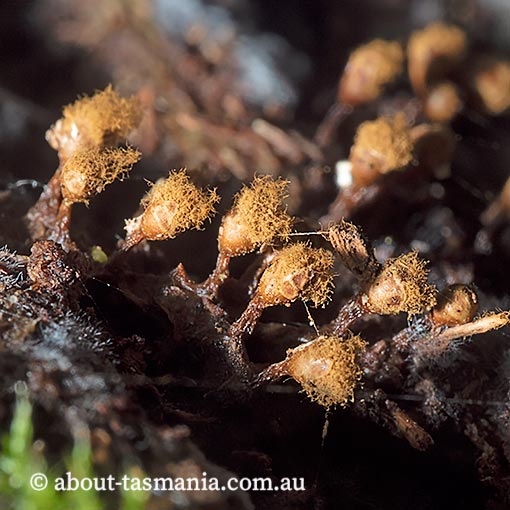 Trichia botrytis, Tasmania, Myxomycetes, fungi
