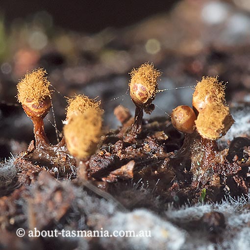 Trichia botrytis, Tasmania, Myxomycetes, fungi