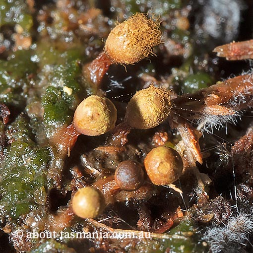 Trichia botrytis, Tasmania, Myxomycetes, fungi