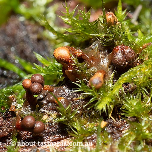 Trichia botrytis, Tasmania, Myxomycetes, fungi