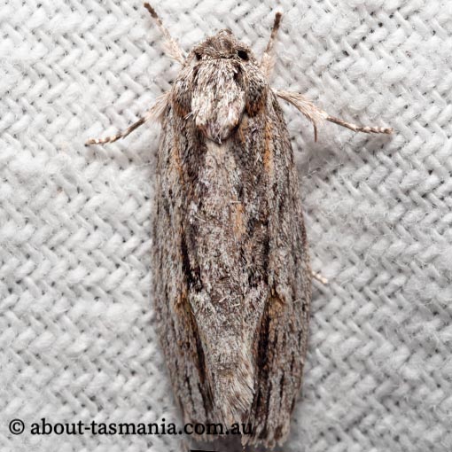 Agriophara confertella, Oecophoridae, Tasmania, moth