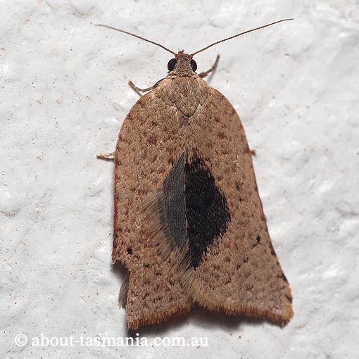 Anisogona mediana, Tortricidae, Tasmania, moth