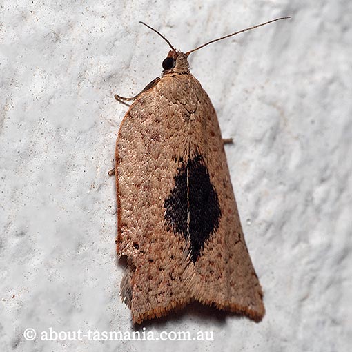 Anisogona mediana, Tortricidae, Tasmania, moth