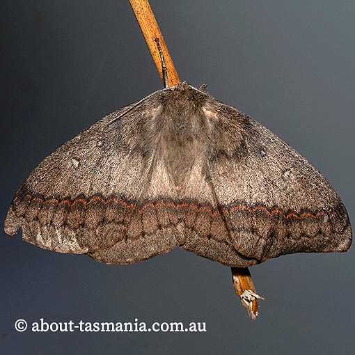 Anthela nicothoe, urticating anthelid, Anthelidae, Tasmania, moth