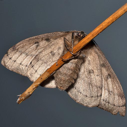 Anthela nicothoe, urticating anthelid, Anthelidae, Tasmania, moth