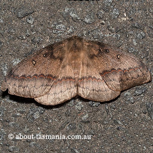 Anthela nicothoe, urticating anthelid, Anthelidae, Tasmania, moth