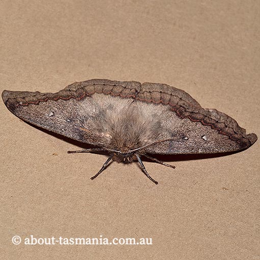 Anthela nicothoe, urticating anthelid, Anthelidae, Tasmania, moth