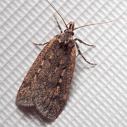 Barea asbolaea, Oecophoridae, Tasmania, moth
