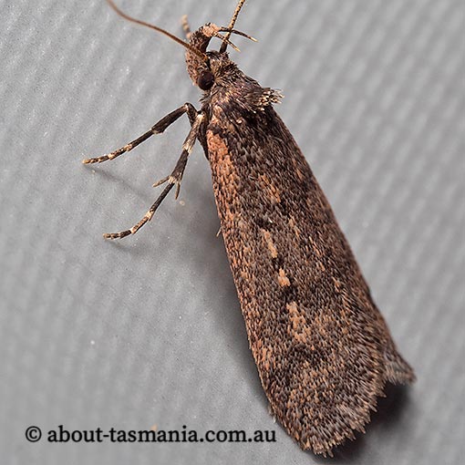 Barea asbolaea, Oecophoridae, Tasmania, moth
