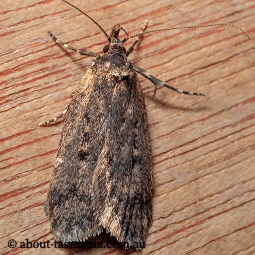 Barea asbolaea, Oecophoridae, Tasmania, moth