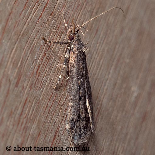 Barea asbolaea, Oecophoridae, Tasmania, moth