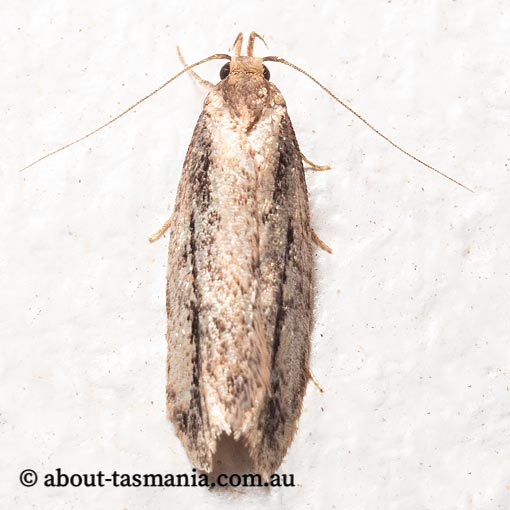 Barea bathrochorda, Oecophoridae, Tasmania, moth