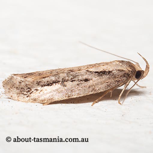 Barea bathrochorda, Oecophoridae, Tasmania, moth