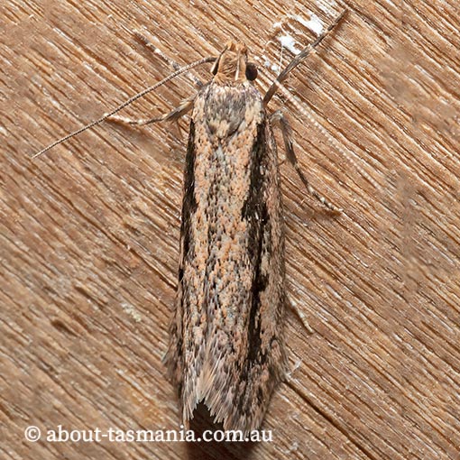 Barea bathrochorda, Oecophoridae, Tasmania, moth