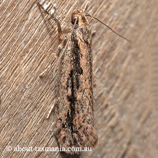 Barea bathrochorda, Oecophoridae, Tasmania, moth