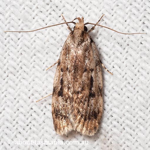 Barea exarcha, Oecophoridae, Tasmania, moth