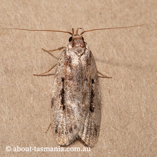 Barea exarcha, Oecophoridae, Tasmania, moth