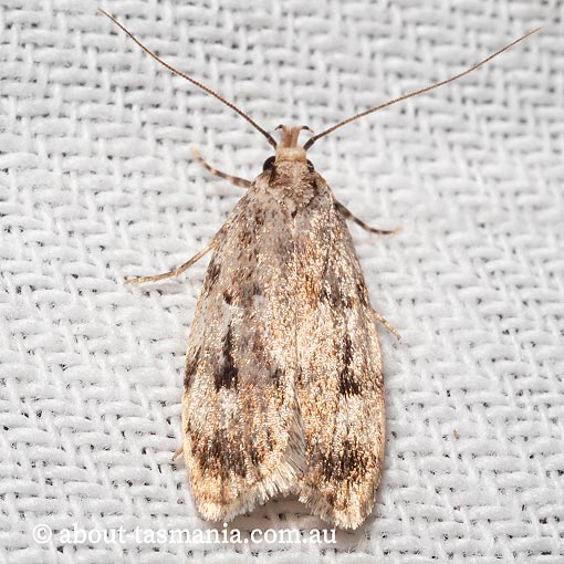 Barea exarcha, Oecophoridae, Tasmania, moth