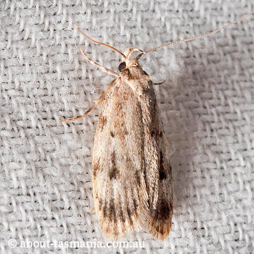 Barea exarcha, Oecophoridae, Tasmania, moth