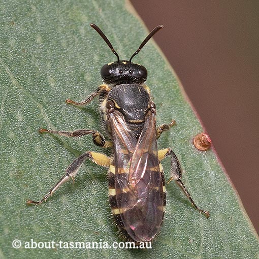 Callohesma calliopsiformis, Tasmania, bee