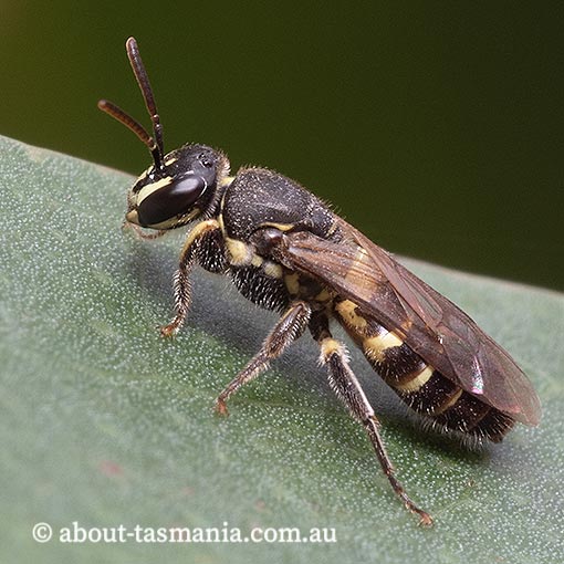 Callohesma calliopsiformis, Tasmania, bee