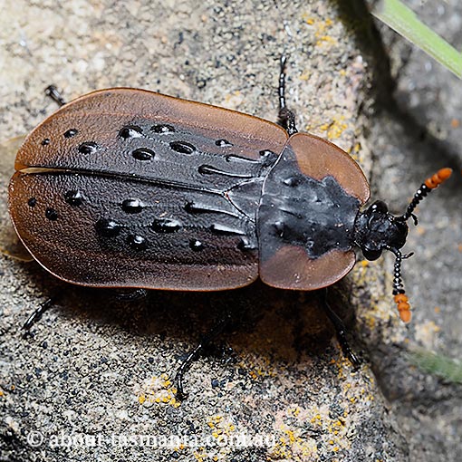 Ptomaphila lacrymosa, carrion beetle, Tasmania
