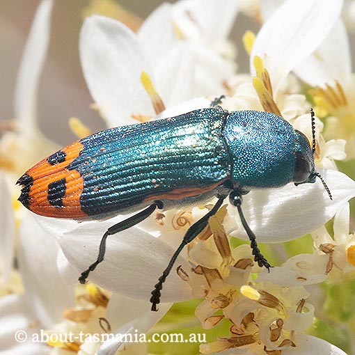 Castiarina ocelligera, Jewel Beetle, Buprestidae, Tasmania