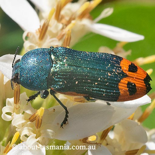 Castiarina ocelligera, Jewel Beetle, Buprestidae, Tasmania
