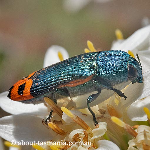 Castiarina ocelligera, Jewel Beetle, Buprestidae, Tasmania