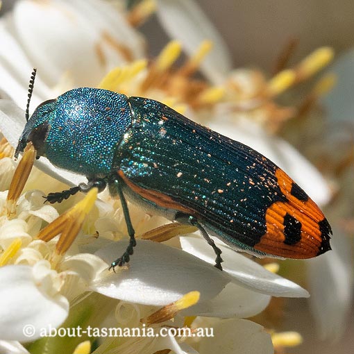 Castiarina ocelligera, Jewel Beetle, Buprestidae, Tasmania