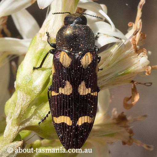 Castiarina-tasmaniensis Castiarina tasmaniensis, Jewel Beetle, Buprestidae, Tasmania