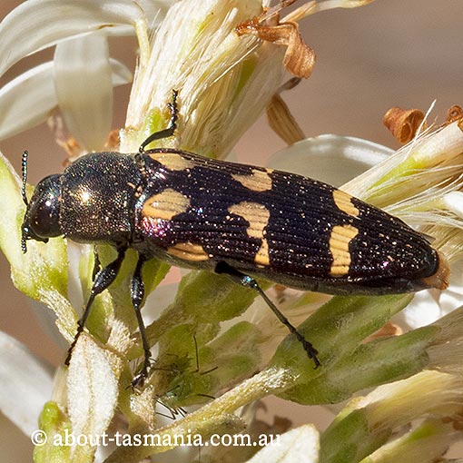 Castiarina-tasmaniensis2 Castiarina tasmaniensis, Jewel Beetle, Buprestidae, Tasmania
