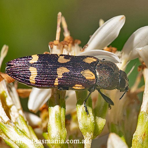 Castiarina-tasmaniensis3 Castiarina tasmaniensis, Jewel Beetle, Buprestidae, Tasmania