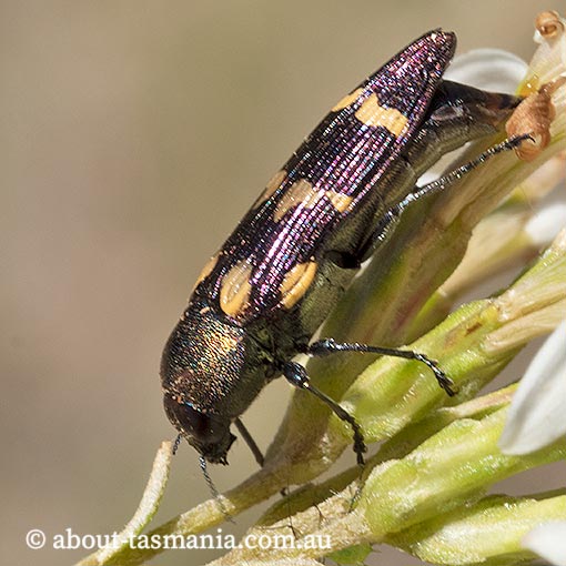 Castiarina-tasmaniensis4 Castiarina tasmaniensis, Jewel Beetle, Buprestidae, Tasmania