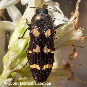 Castiarina tasmaniensis