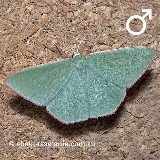 Chlorocoma externa, Spotted-fringe Emerald, Geometridae, Tasmania, moth