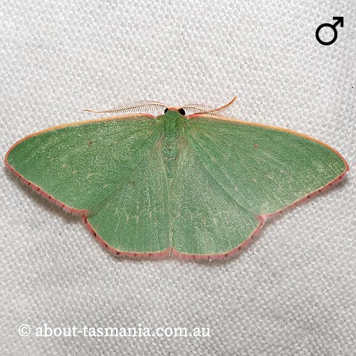 Chlorocoma externa, Spotted-fringe Emerald, Geometridae, Tasmania, moth