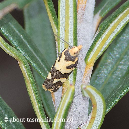Conchylis tasmaniana, Tortricidae, Tasmania, moth