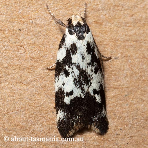 Cosmaresta hyphanta, Oecophoridae, Tasmania, moth