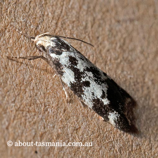 Cosmaresta hyphanta, Oecophoridae, Tasmania, moth