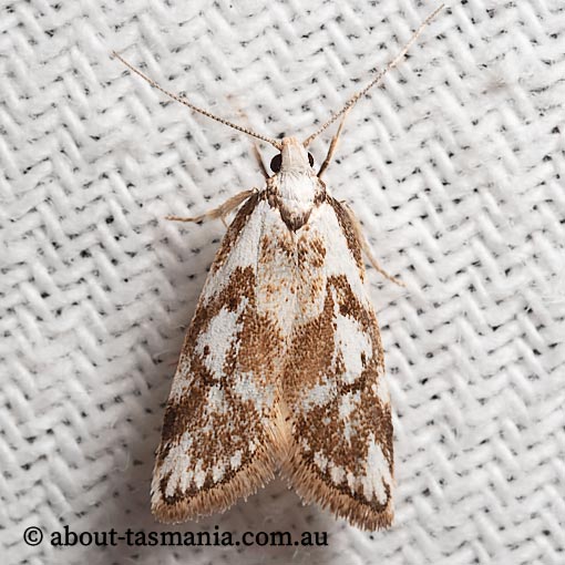 Cosmaresta niphias, Wingia group, Oecophoridae, Tasmania, moth
