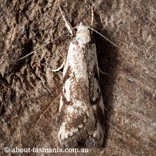 Cosmaresta niphias, Oecophoridae, Tasmania, moth